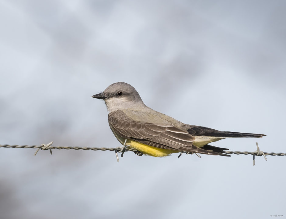 Western Kingbird; © Deb Ford