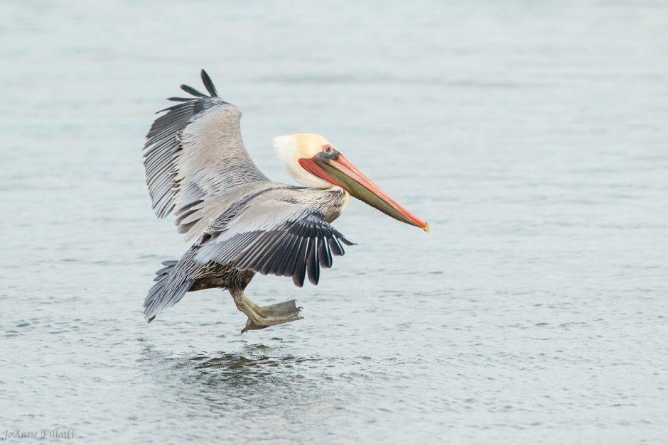 Brown Pelican; © JoAnne Fillatti