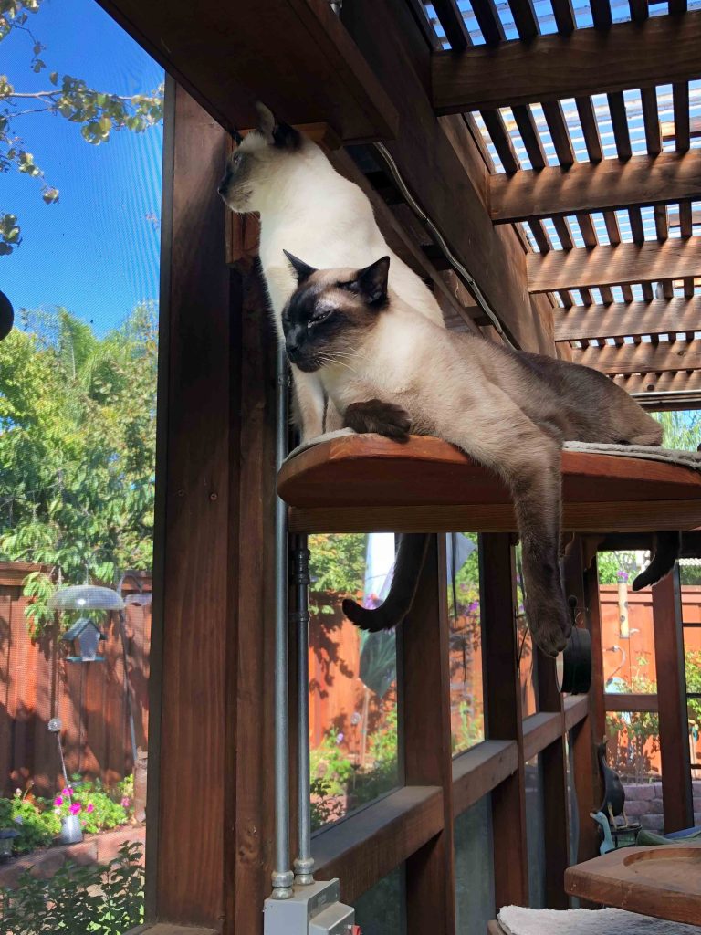 The 'catio' keeps cats and birds separated; © Lynda Goff