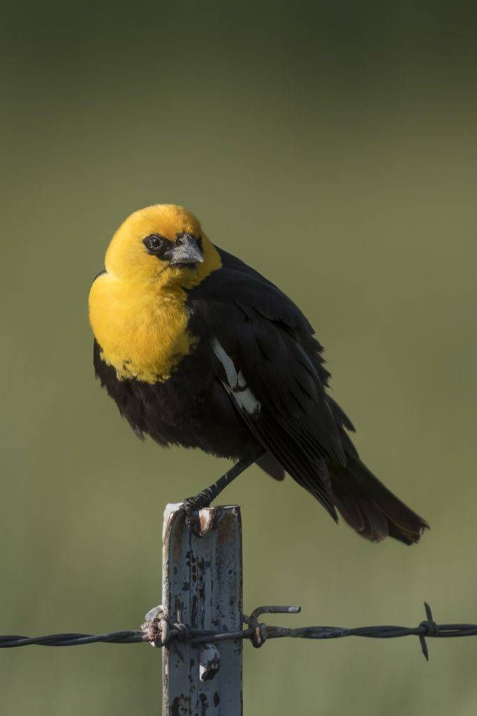 Yellow-headed Blackbird; © Deb Ford