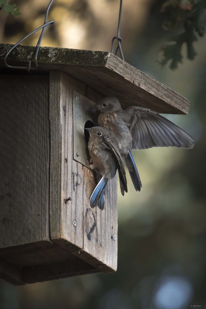 Juvenile Western Bluebirds; © Deb Ford