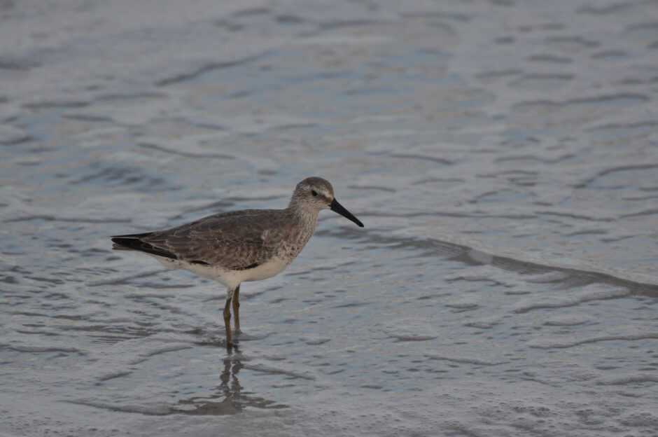 Red Knot; © Kevin Gusé