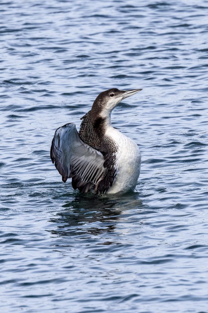 Common Loon; © Ann Brice