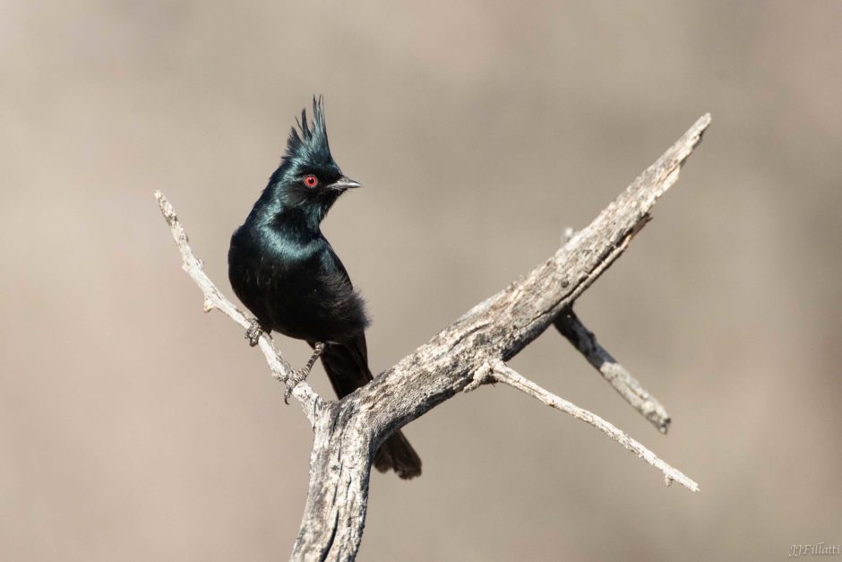 Phainopepla; © JoAnne Fillatti