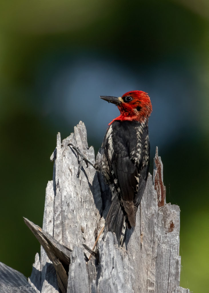 Red-breasted Sapsucker; © JoAnne Fillatti