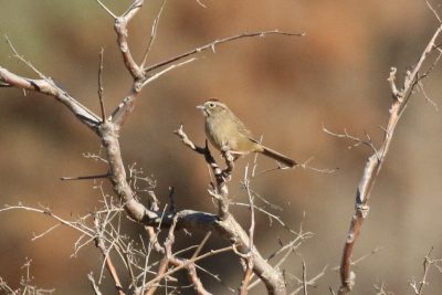 Rufous-crowned Sparrow, Steve Hampton