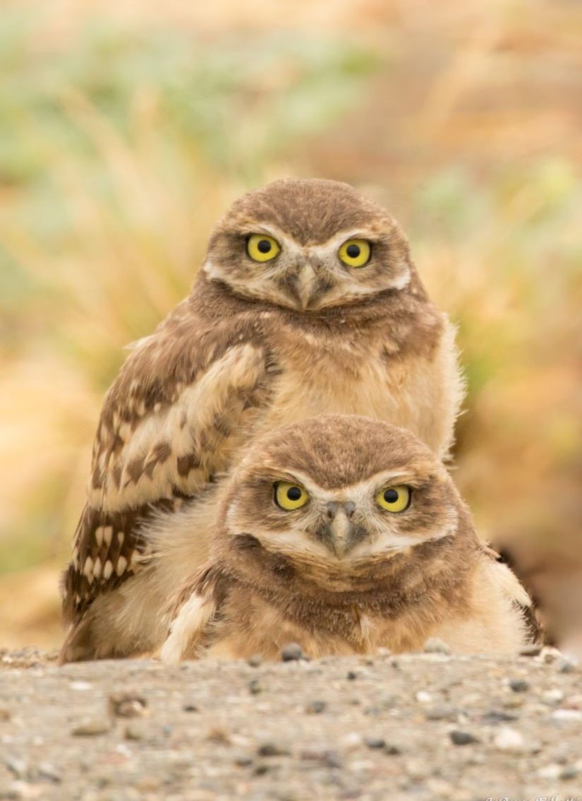 From the Board of Directors April 2024 Yolo Audubon Society